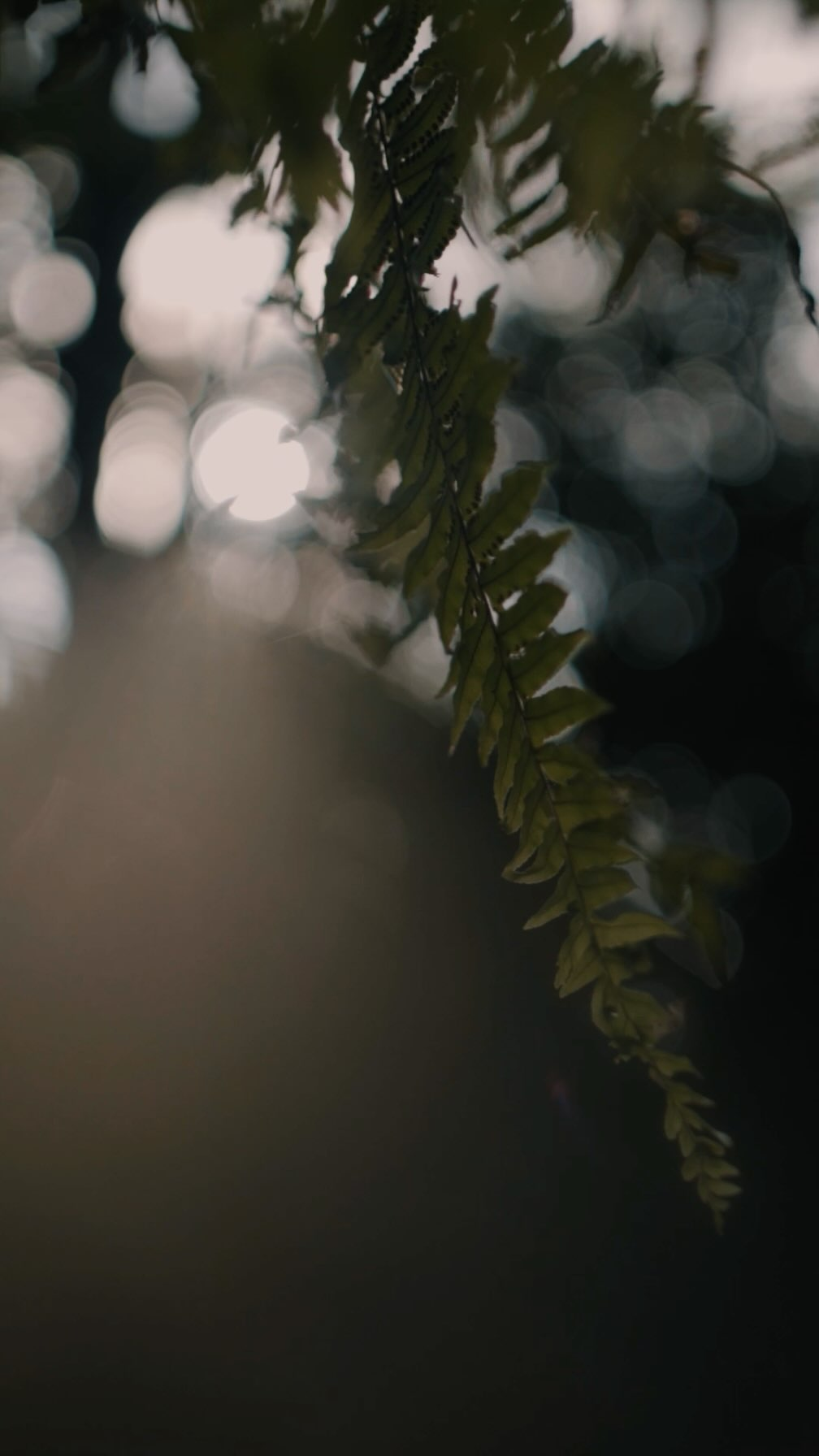 serene — Slow down, breathe deeply and unwind with every soak